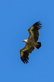France, Drome, regional natural park of Baronnies provencales, Rémuzat, Saint-Laurent plateau, flight of a griffon vulture (Gyps fulvus) over the Oule valley