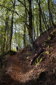 France, Haut Rhin, Ballons des Vosges Regional Natural Park, Rimbach pres Masevaux, hiker walking on the GR5 hiking trail over the Lac des Perches