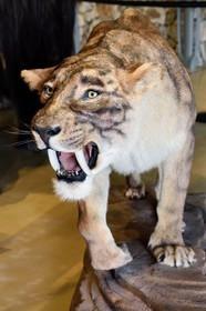 France, Alpes-de-Haute-Provence (04), Parc Naturel Régional du Verdon, Quinson, Musée de préhistoire des Gorges du Verdon conçu par l'architecte Norman Foster, reconstitution d'un tigre à dents de sabre (smilodon californicus)