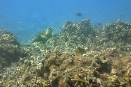 France, Ile de la Reunion, Côte Ouest, Saint-Gilles-Les-Bains (commune de Saint-Paul), le récif corallien du lagon de l'Ermitage, tortue verte (Chelonia mydas) (vue sous-marine)