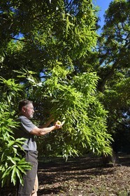 France, Ile de la Reunion, Saint-Paul, verger de mangue Laperrière au Tour-des-Roches, Ludovic Maufras createur de La Part des Anges Distillation recolte des mangues destinées à la confection de son eau de vie naturelle