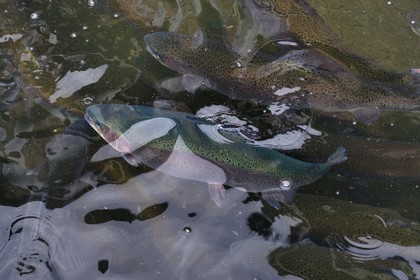 France, Pyrenees Atlantiques, Basque Country, Aldudes valley, site of the Banca fish farm