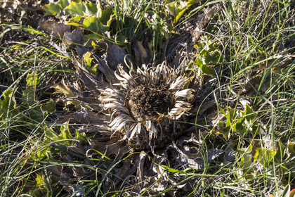 France, Herault, the Causses and the Cevennes, Mediterranean agro pastoral cultural landscape, listed as World Heritage by UNESCO, La Vacquerie et Saint Martin de Castries, Carline with acanthus leaves (Carlina acanthifolia) called Cardabelle in the Larzac and often hung on the doors of houses as a lucky charm and protection