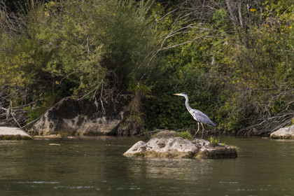 France, Aveyron, Grands Causses regional natural park, Millau, banks of the Tarn river, gray heron (Ardea cinerea)