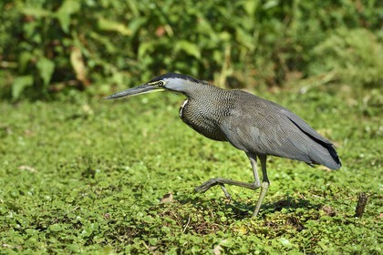 Nicaragua, Ometepe Island World Biosphere Reserve in Lake Nicaragua, marshe along the Rio Istian, Bare-throated Tiger Heron (Tigrisoma mexicanum)