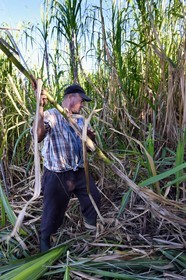 France, Reunion island (French overseas department), south coast, Petite-Ile, creole sugarcane cutter François in a sugar cane field