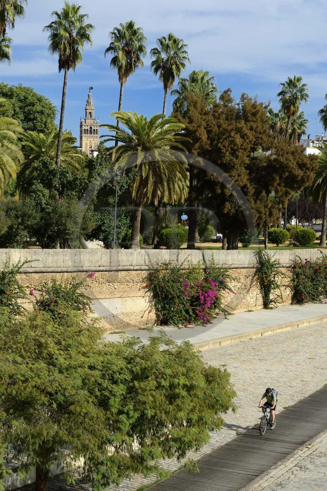 Espagne, Andalousie, Séville, en bordure du fleuve Guadalquivir, le paseo de Christobal Colon (Christophe Colomb) et la Giralda en arrière plan