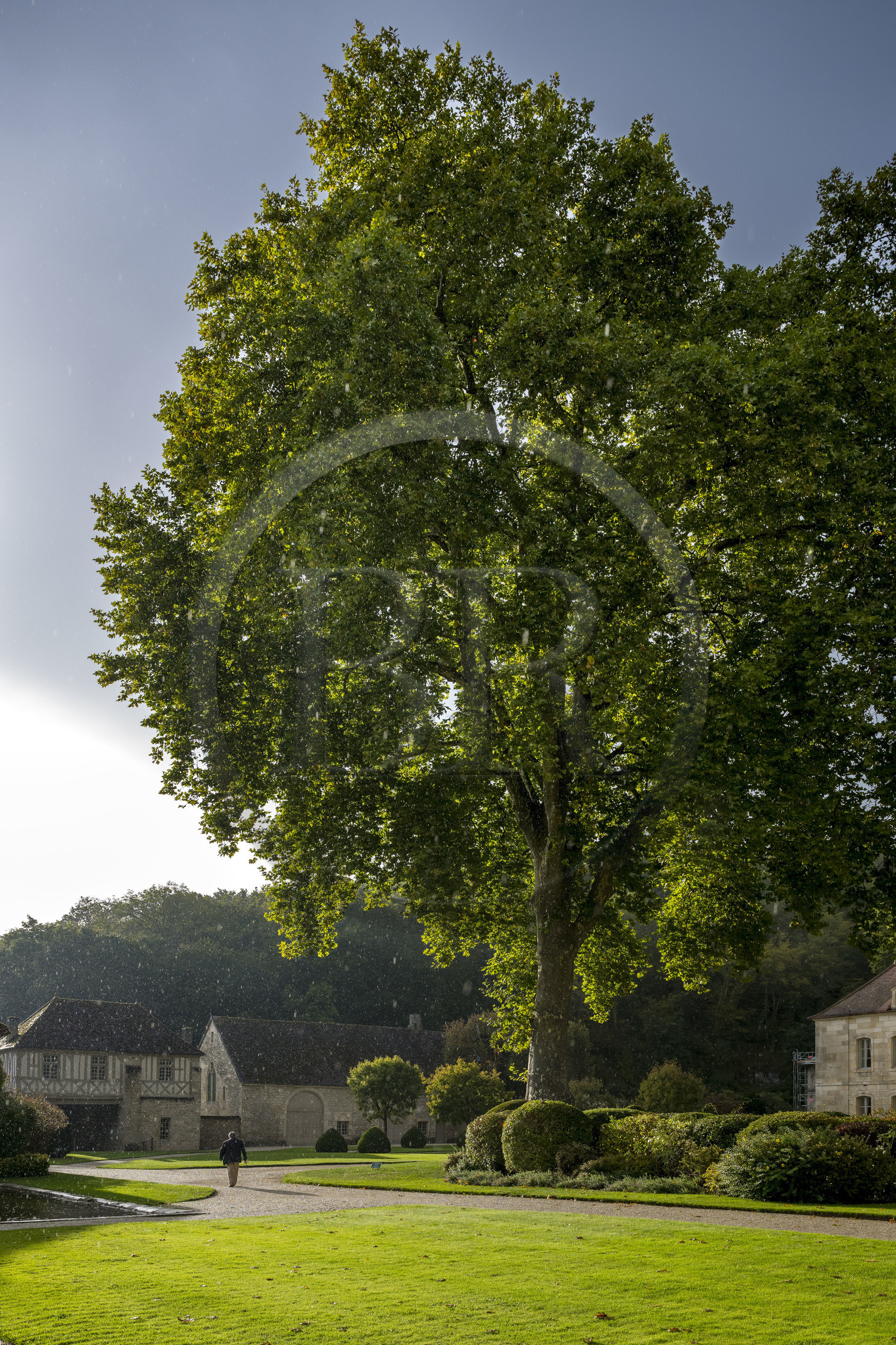 France, Côte-d'Or (21), Marmagne, l'abbaye cistercienne de Fontenay classée au Patrimoine Mondial de l'UNESCO, l'imposant platane planté vers 1780 d'une hauteur de 37m et de 6m de circonférence, la porterie en arrière plan