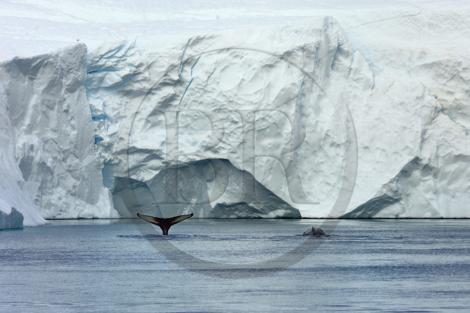 Greenland, west coast, Disko Bay, Ilulissat, icefjord listed as World heritage by UNESCO that is the mouth of the Sermeq Kujalleq Glacier, tail of a diving humpback whale (Megaptera novaeangliae) in front of an iceberg