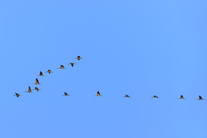 France, Indre, Berry, Parc Naturel Regional de la Brenne (Natural Regional Park of La Brenne), Rosnay, Red Sea pond (etang de la Mer Rouge), Common Crane (Grus grus), flight at sunset
