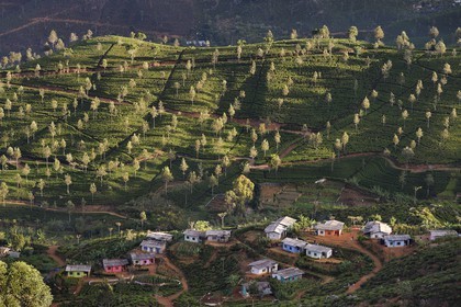 Sri Lanka, Uva Province, Haputale, tea plantation and houses of the workers of these plantations on the hills north of the city