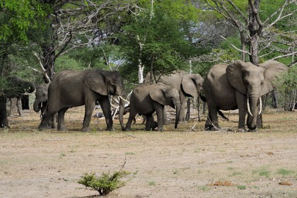 Tanzanie, Reserve de gibier de Selous une des plus grandes zones protégées au monde et inscrite sur la liste du patrimoine mondial de l’Unesco depuis 1982, Éléphant de savane d'Afrique (Loxodonta africana)