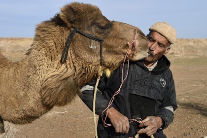 Iran, Isfahan province, Dasht-e Kavir desert, Mesr in Khur and Biabanak County, camel owner Ali Saraban kissing one of his camels