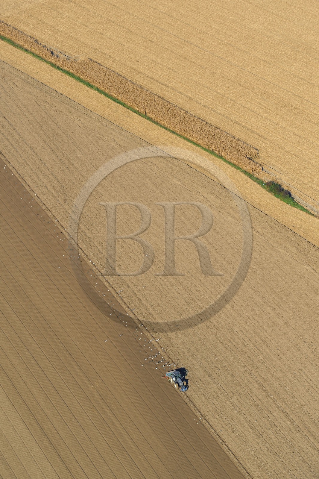 France, Seine-Maritime (76), travaux agricoles, goélands se nourissent dans la terre retournée par le tracteur (vue aérienne)