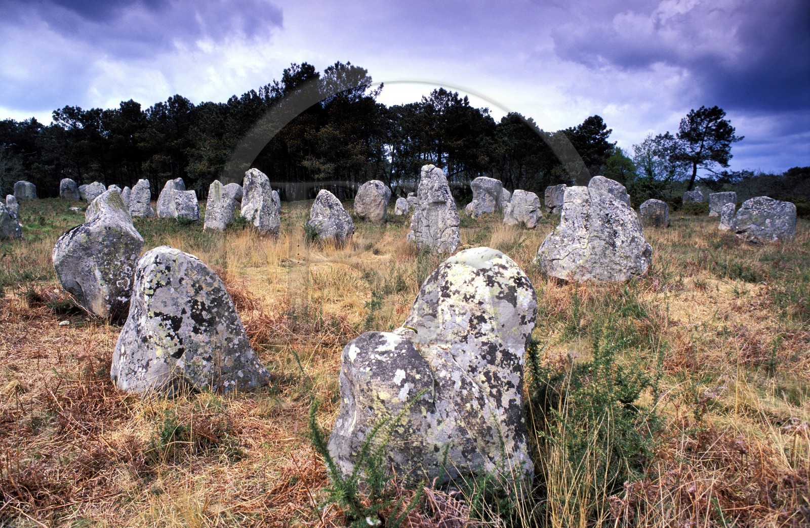 France, Morbihan (56), les mégalithes de Carnac (alignements de menhirs)