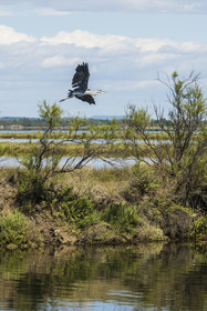 France, Hérault (34), Carnon, canal du Rhône à Sète, vol d'un héron cendré (Ardea cinerea) en bordure de l'étang de l'Or