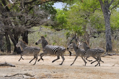 Tanzania, Selous Game Reserve is one of the largest fauna reserves of the world and designated a UNESCO World Heritage Site in 1982, zebras (Equus burchelli) in the savanna