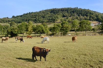 France, Loire (42), Parc Naturel Régional du Pilat, troupeau de vaches sur la route de Colombier