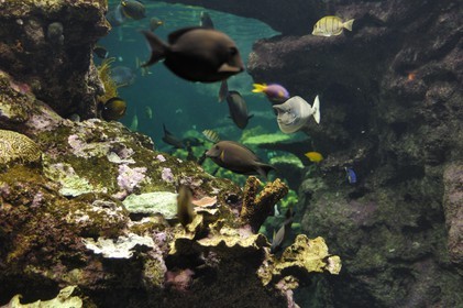 France, Manche, Cherbourg, Cite de la Mer museum, the aquarium