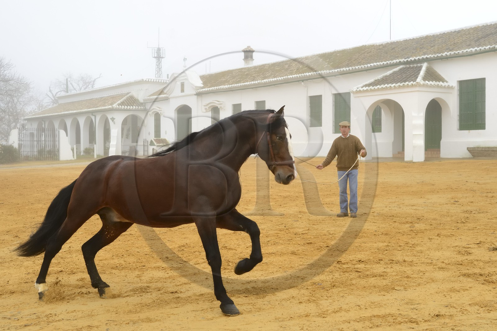 Espagne, Andalousie, province de Séville, Utrera, Finca El Pinganillo, le haras de la propriété, entrainement d'un Pure race espagnole ou PRE (Pura Raza Espanola)