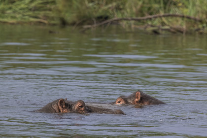 Rwanda, Parc national de l'Akagera, le lac Ihema, Hippopotames (Hippopotamus amphibius)