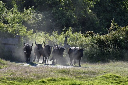 France, Bouches du Rhone, Parc naturel regional de Camargue (Regional Natural Park of Camargue), Mas du Menage, manade Saint Antoine (Cauzel), gardians with Camargue bulls called Raco di Biou