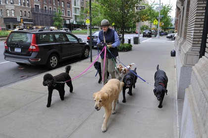 United States, New York, Manhattan, Upper East Side, professional dog walker on Park Avenue