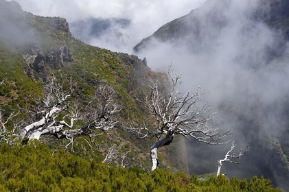 Portugal, Madeira Island, Vereda do Areeiro hike between Pico Ruivo (1862m) and Pico Arieiro (1817m), tree heath forest burnt in 2010