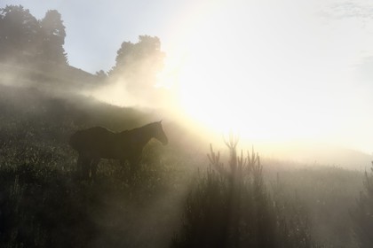 Georgia, Kakheti, Tusheti National Park, Omalo, horse in the mist