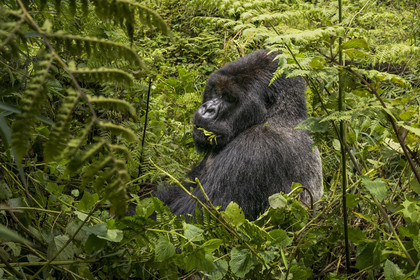 Rwanda, Province du Nord, Parc National des Volcans dans la chaine des Monts Virunga, mont Karisimbi, gorille des montagnes (Gorilla beringei beringei) du groupe Susa, male appelé dos argenté (silverback)