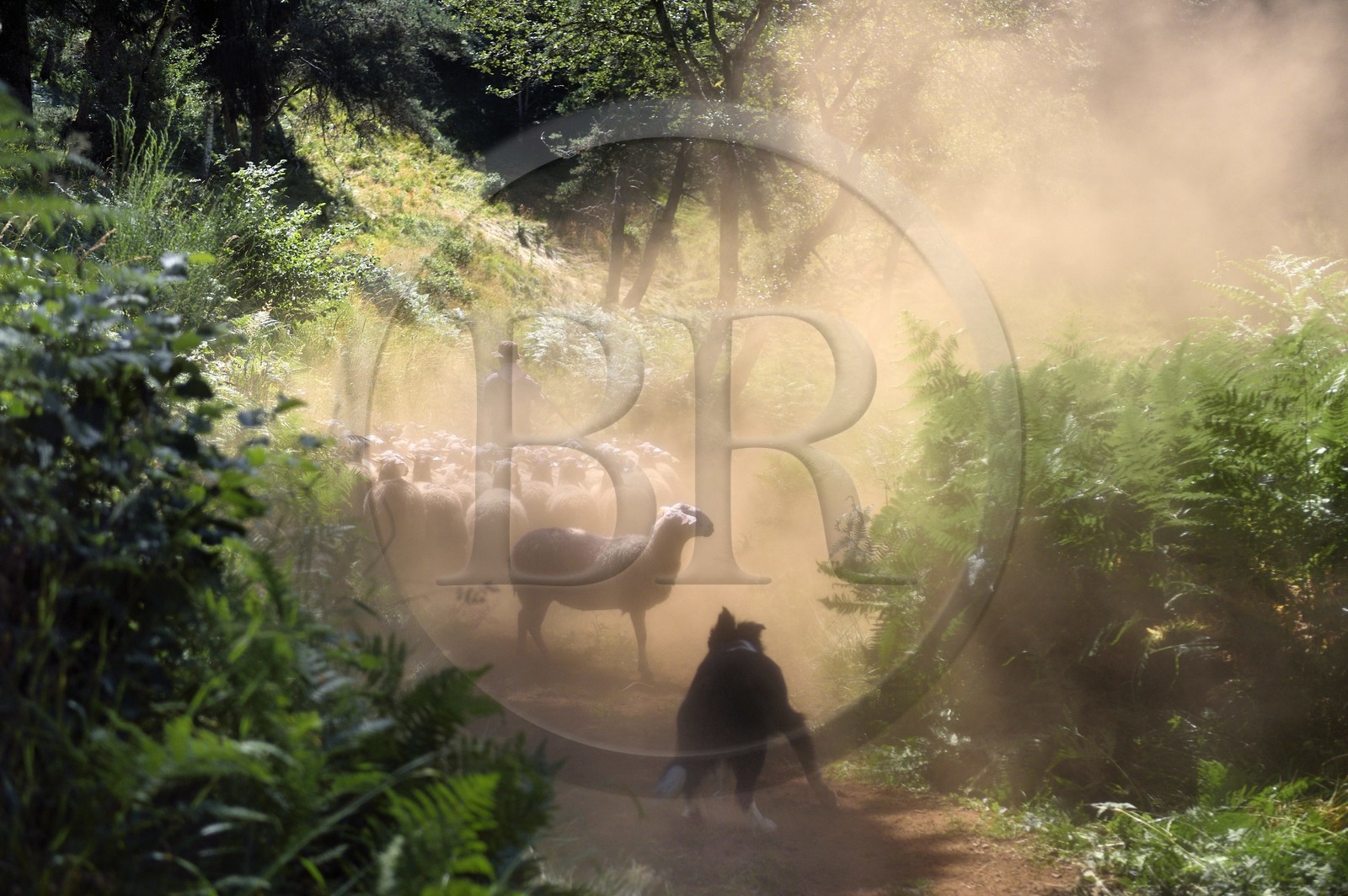 France, Puy-de-Dôme (63), Aydat, berger et son troupeau de brebis sur les pentes du volcan du Puy de Vichatel, Parc naturel régional des Volcans d'Auvergne, sur le parcours Musette nature sentier de Vichatel