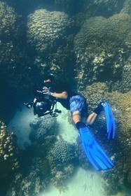 Sultanat d'Oman, gouvernorat de Mascate, réserve naturelle des Iles Daymaniyat, le plongeur photographe et réalisateur de films Darryl MacDonald dans le récif corallien