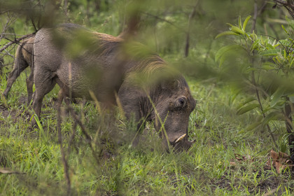 Rwanda, Parc national de l'Akagera, phacochère commun (Phacochoerus africanus)