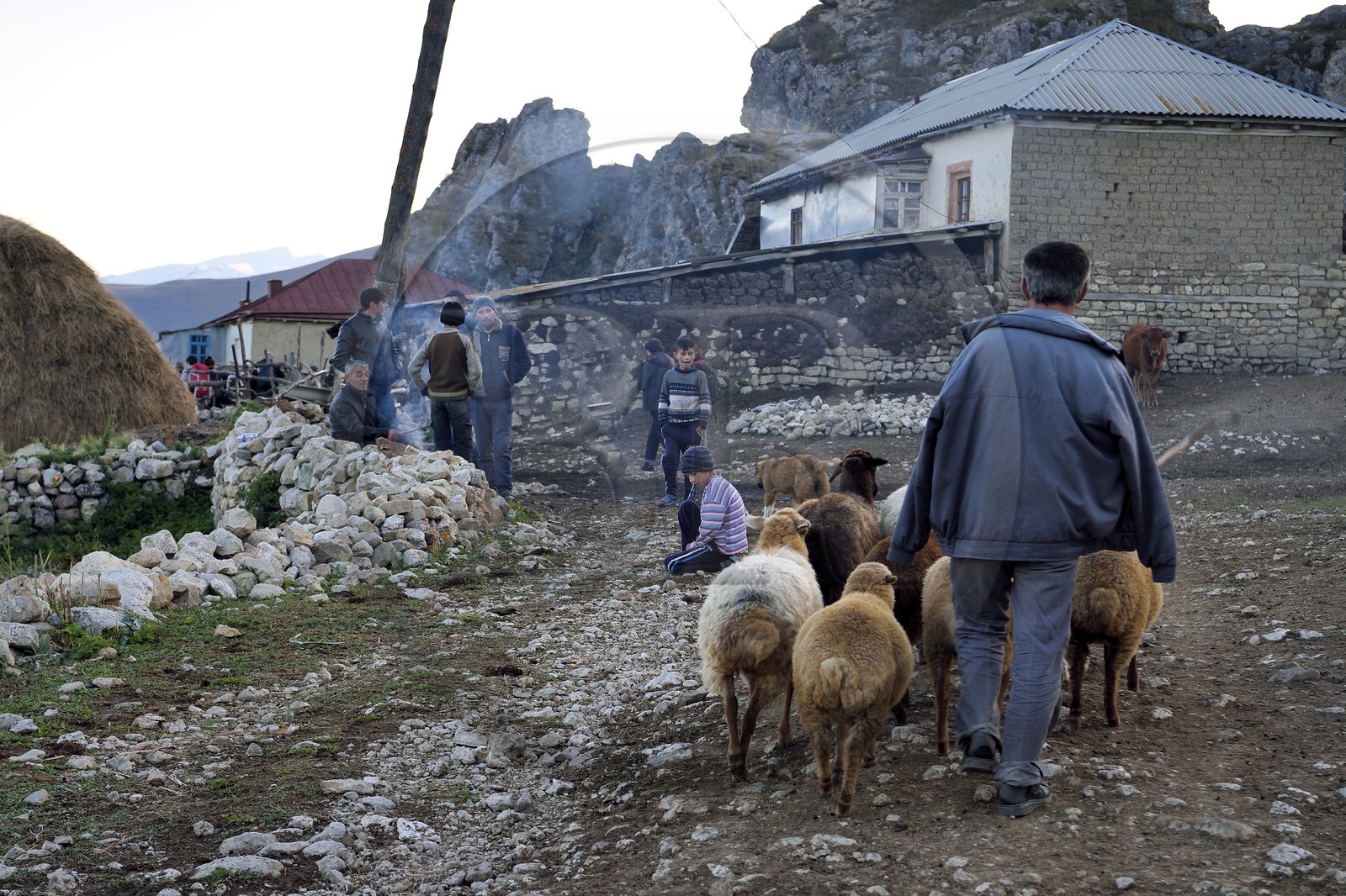 Azerbaïdjan, région de Quba (Guba), chaine de montagne du Grand Caucase, village de Giriz, berger rentrant au village avec son troupeau de mouton