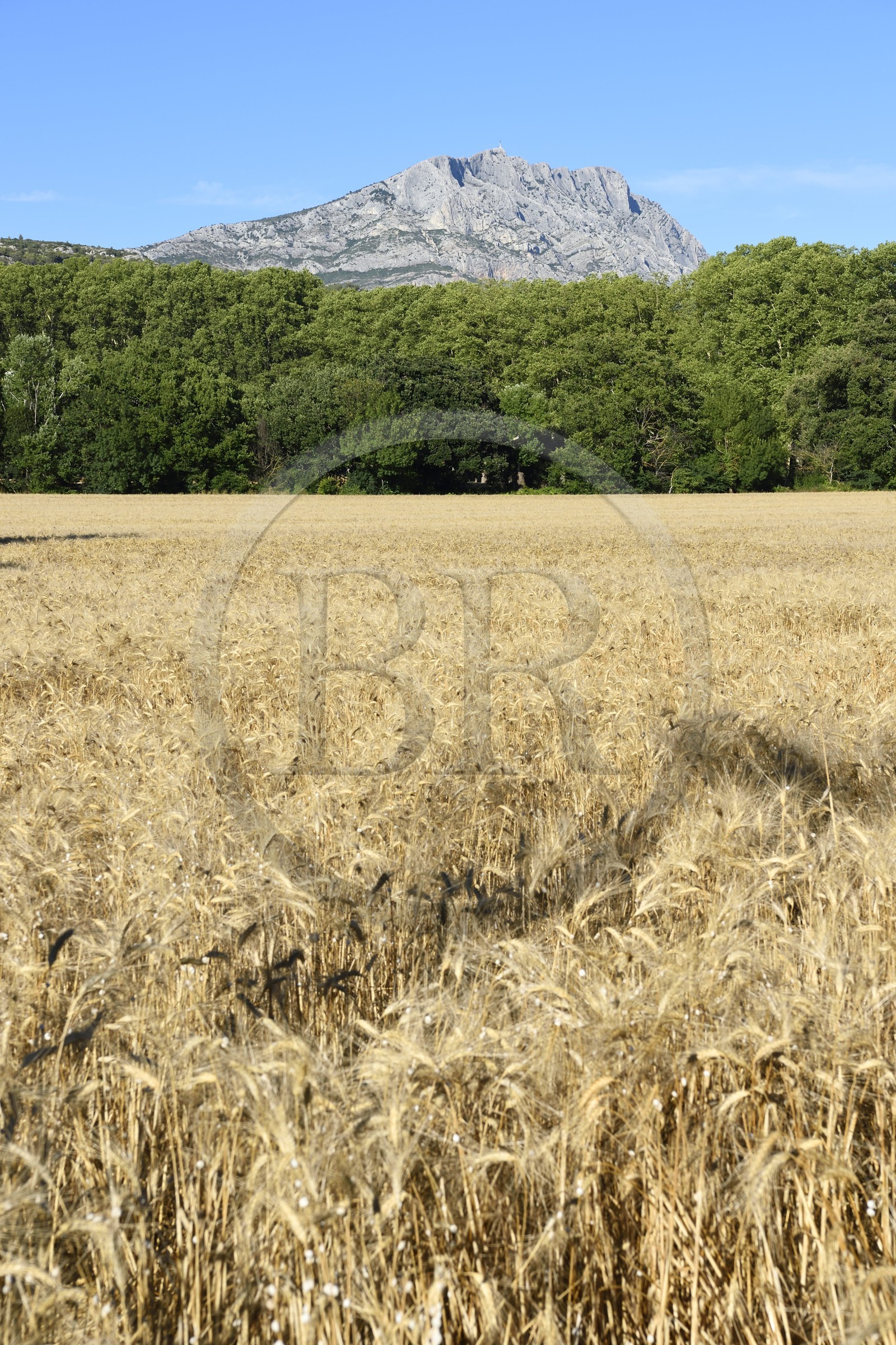France, Bouches-du-Rhône (13), Pays d'Aix en Provence, vers le Tholonet, champ d'orge devant la Montagne Sainte Victoire, route Cézanne