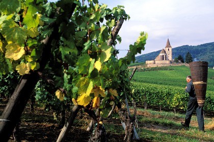 France, Haut-Rhin (68), Route des vins d' Alsace, Hunawihr, labellisé Les Plus Beaux Villages de France, le vendangeur Christophe Kurtz avec une hotte en bois