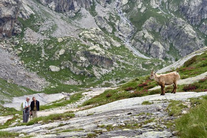 France, Alpes-Maritimes, parc national du Mercantour (Mercantour National Park), Valmasque valley, hikers and a female Alpine ibex (Capra ibex)