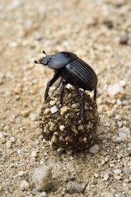 France, Corse-du-Sud (2A), Cargèse, bousier (Scarabaeus laticollis)