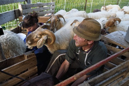 France, Alpes-Maritimes (06), vallée de la Roya (arrière-pays niçois), au pied du parc national du Mercantour, Tende, Casterino dans la vallée de la Casterine, traite à la main des brebis dans les pâtures par le berger Georges Giordano
