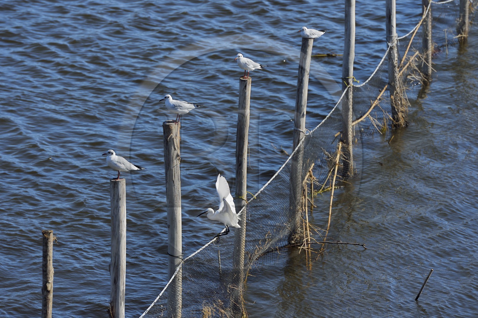 France, Haute-Corse (2B), l'étang de Biguglia (stagnu di Chjurlinu), réserve naturelle de Corse (RNC), Aigrette garzette (Egretta garzetta) et mouettes perchées sur des pieux d'aulne