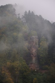 France, Bas-Rhin (67), Lembach, la forêt vosgienne sous la pluie vers le château de Fleckenstein