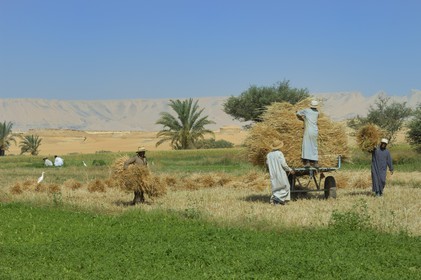 Egypte, désert libyque, oasis de Dakhla, travaux des champs