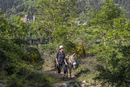 France, Haute-Loire (43), Goudet, Beaufort castle built around 1200 overlooks the Loire Valley, hiking with a donkey on the Robert Louis Stevenson Trail (GR 70), randonnée avec un âne sur le chemin de Stevenson (GR 70) et le chateau de Beaufort en arrière plan