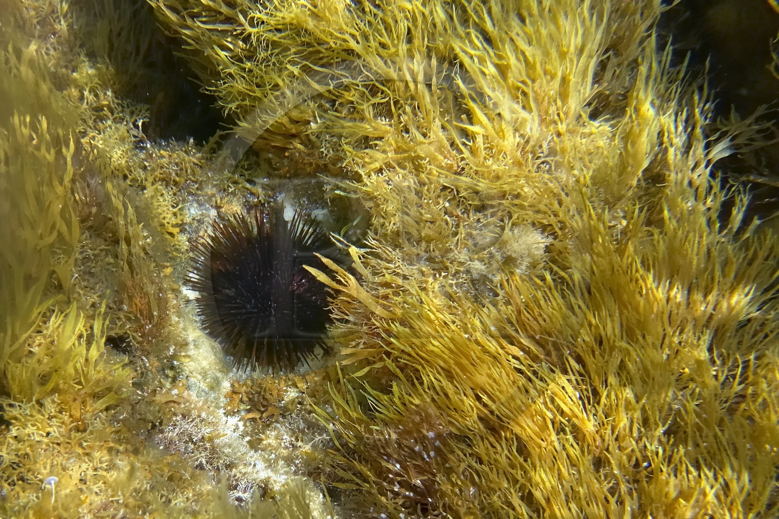 France, Var (83), Rayol-Canadel-sur-Mer, Domaine du Rayol, le jardin des Méditerranées, propriété du conservatoire du littoral mention obligatoire, le sentier marin, oursin