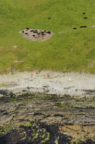 Royaume-Uni, Ecosse, Iles Orcades, Ile de Papa Westray, troupeau de vache en bordure de mer (vue aérienne)