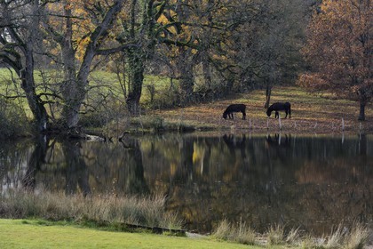 France, Indre, Berry, Parc Naturel Regional de la Brenne (Natural Regional Park of La Brenne), Rosnay, donkeys near a pond at Le Bouchet
