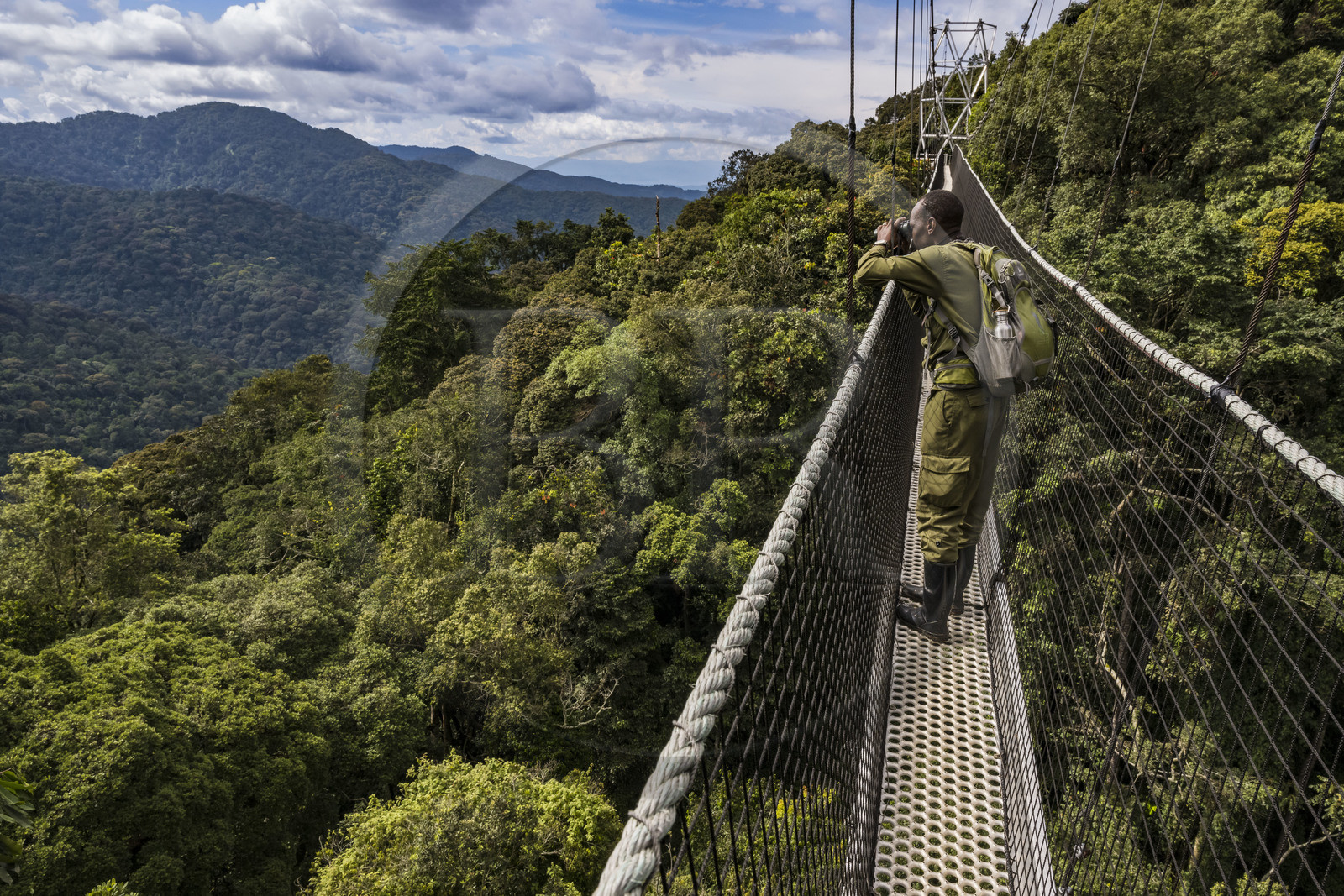 Rwanda, Province de l’Ouest, Colline Ibanda à Uwinka, Parc national de Nyungwe, le garde de African Parks Claver Mtoyinkima sur la Canopy walkway passerelle suspendue qui surplombe la canopée de la forêt tropicale à 70 mètres de haut