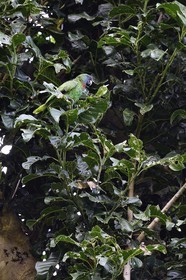 Caraïbes, Ile de la Dominique, Parc national de Morne Diablotin sur le sentier de randonnée Waitukubuli qui traverse l’ile, Jaco, amazone de Bouquet (Amazona arausiaca), également appelée Amazone à cou rouge est un perroquet amazone endémique de la Dominique