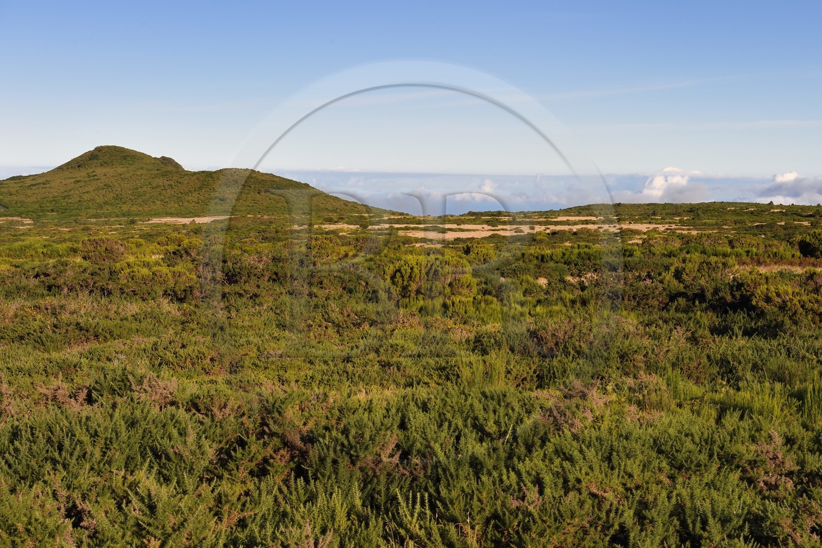 Portugal, Ile de Madère, le plateau de Paul da Serra au centre de l'ile