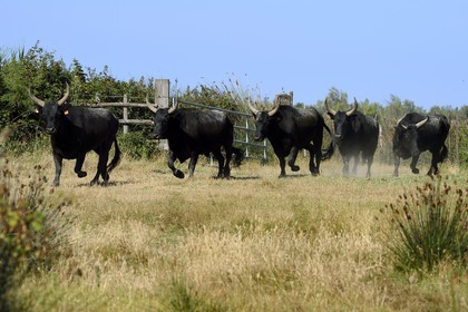 France, Bouches du Rhone, Parc naturel regional de Camargue (Regional Natural Park of Camargue), manade Jacques Mailhan, Camargue bulls called Raco di Biou
